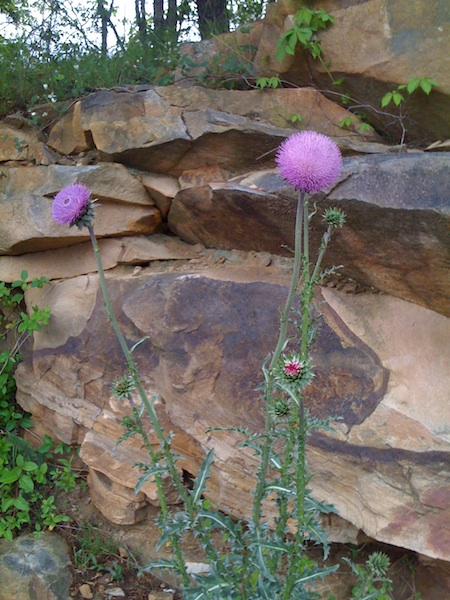 Thistle bloom near rocks